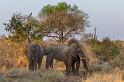 105 Zuid-Afrika, Sabi Sand Game Reserve